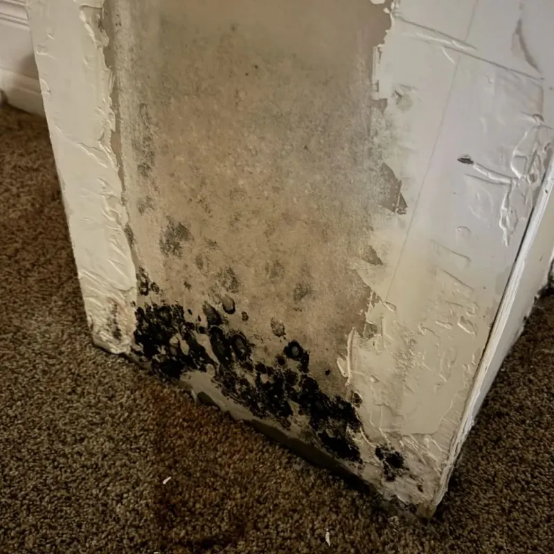 Professional Mold Removal in Richland, PA